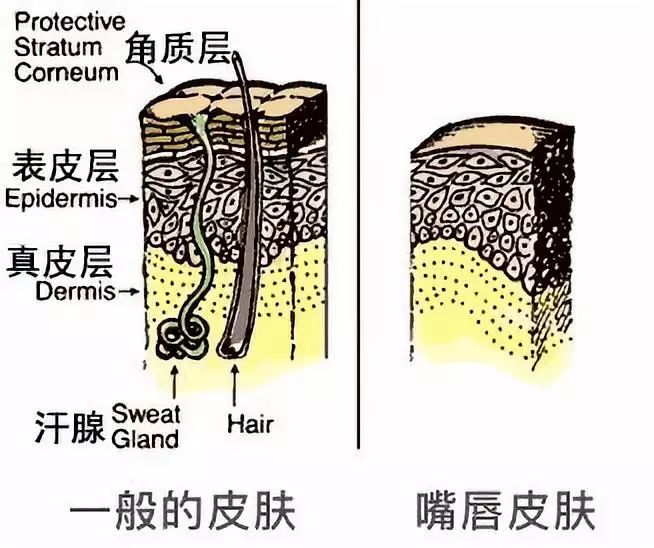 我们皮肤中的水分,主要存在于真皮层中,并且每时每刻,水分都在向外